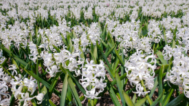 흰색히야신스 꽃밭