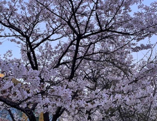 전주-벚꽃-명소