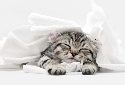 흰 천에 파묻혀 자는 아기 고양이