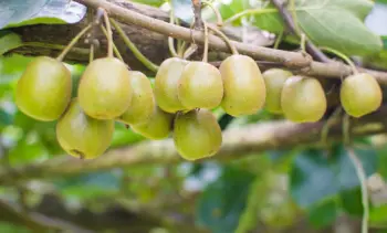 키위 가격 및 효능&amp;#44; 영양성분과 주의점