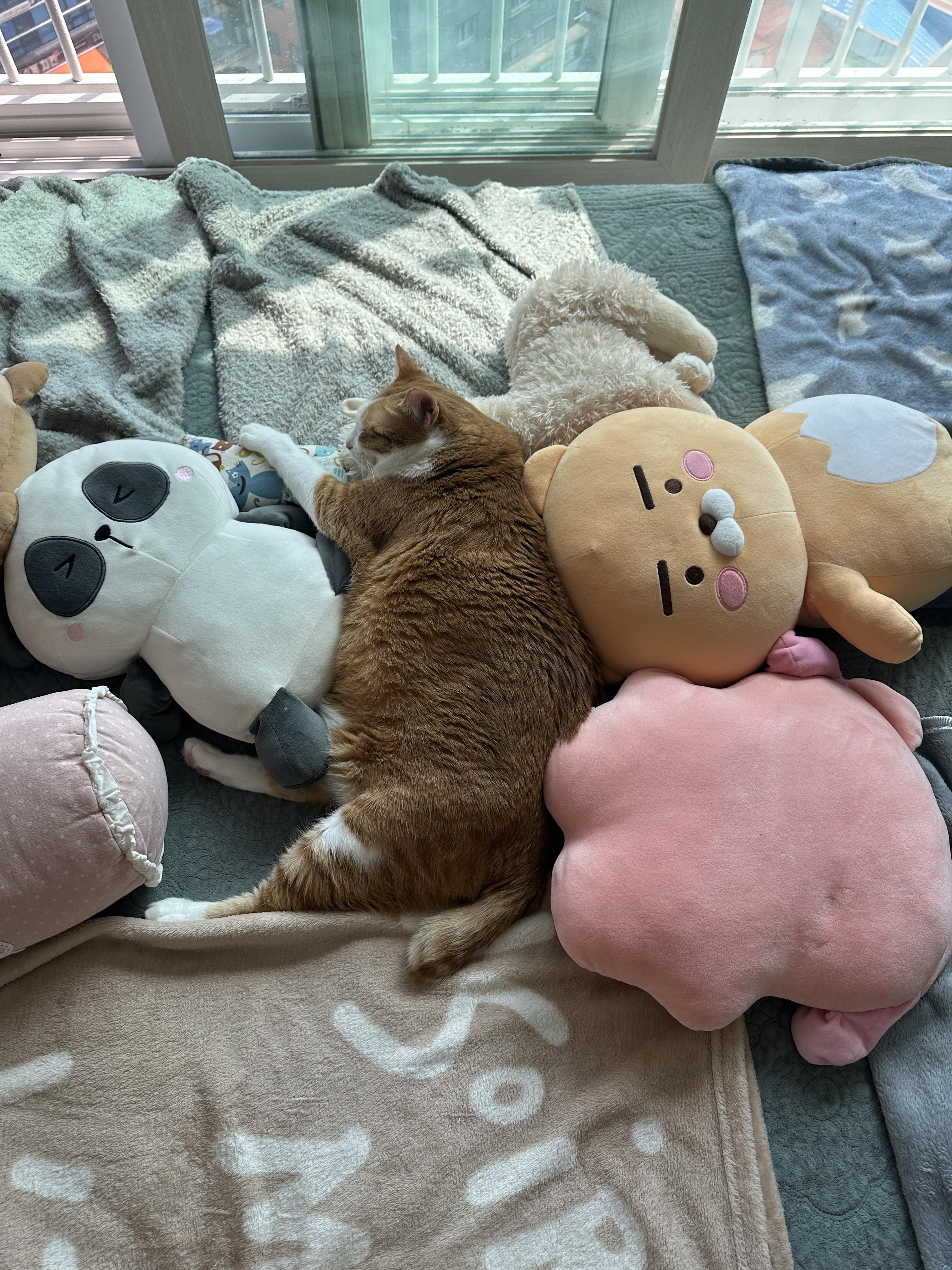 침대위_인형들_사이에서_자는_치즈냥이_호야