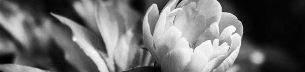 작약꽃 피는 시기 언제?