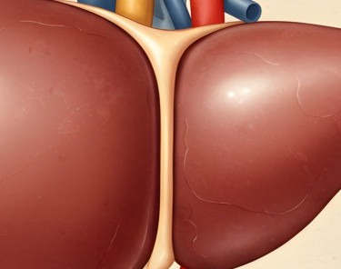 간경화 초기증상