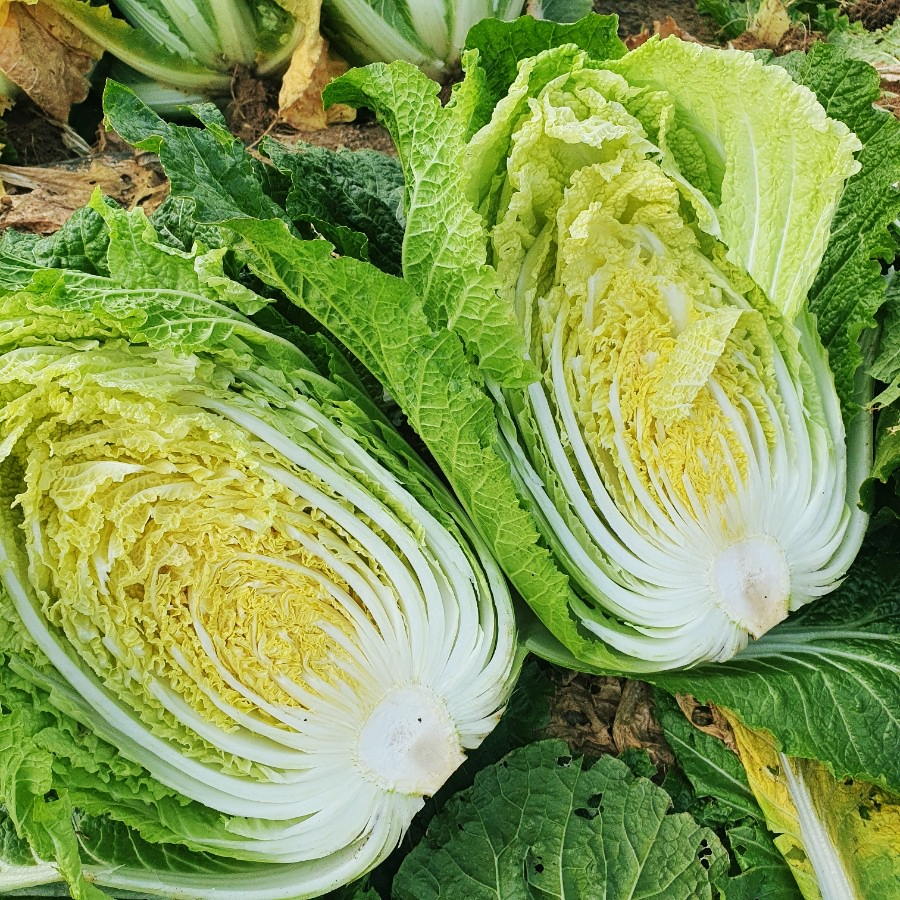 김장김치 양념 담그기