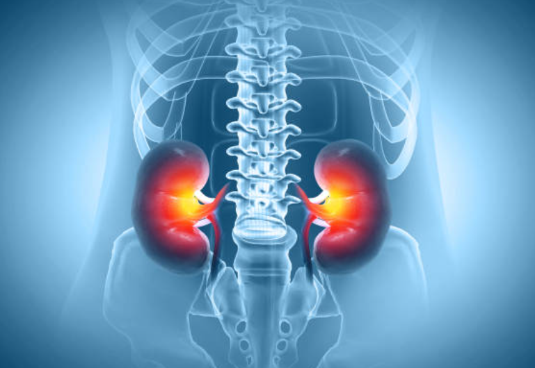 콩팥과 관련된 사진