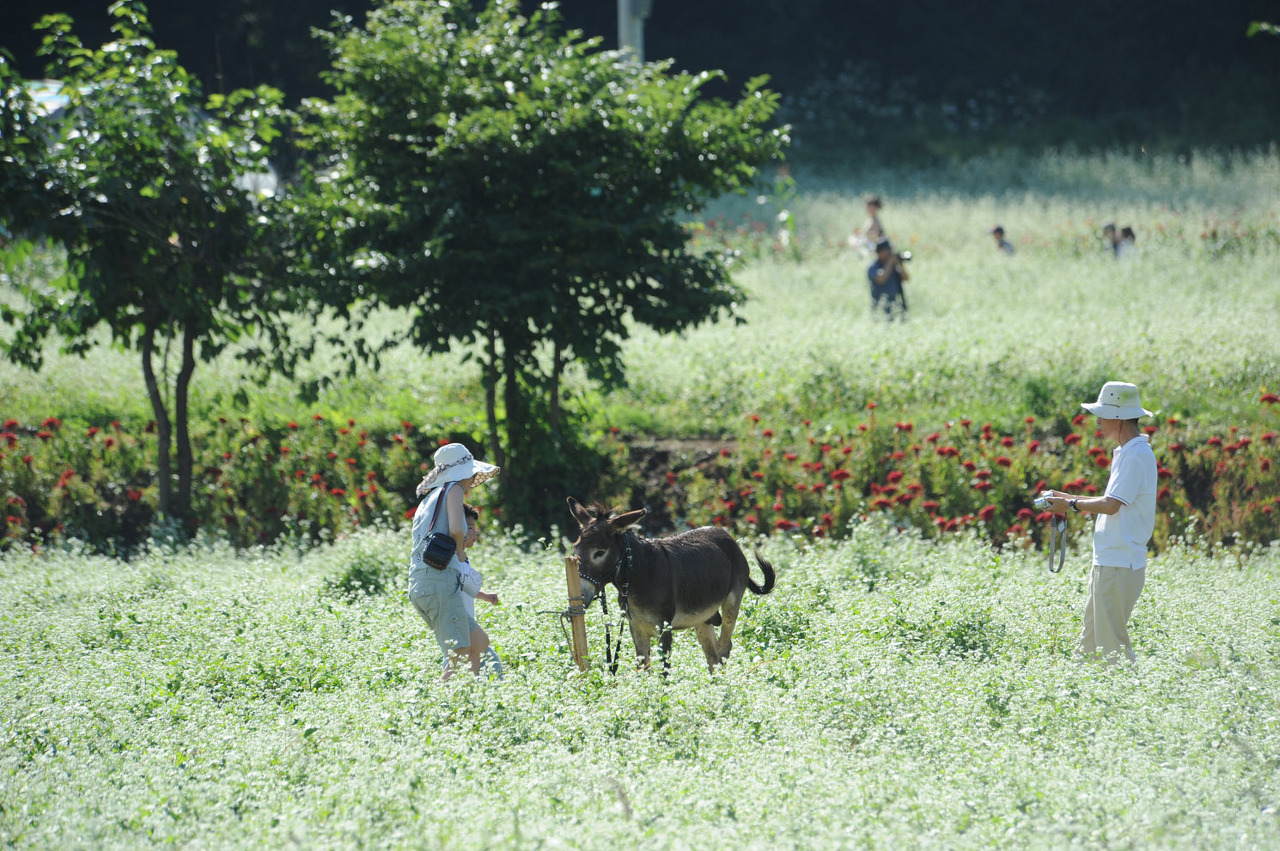 평창 효석문화제 자연과 예술의 만남