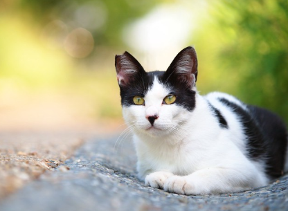 앉아 있는 고양이.