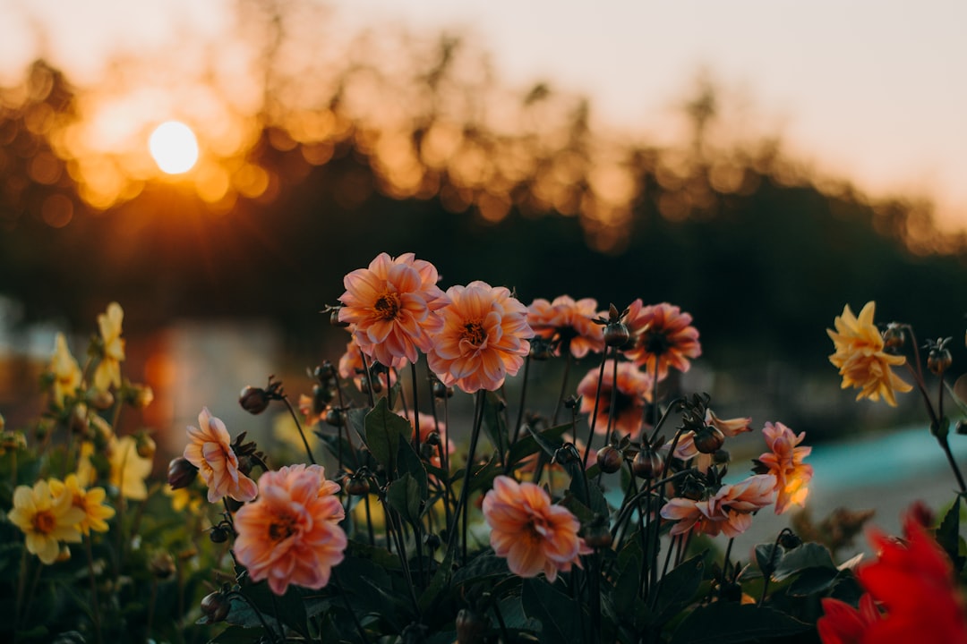 Flower Expo
