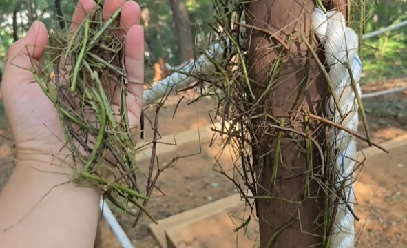 인천 대벌레 정체 문학산 계양산 대량 출몰 해충 익충 분석 총정리 2