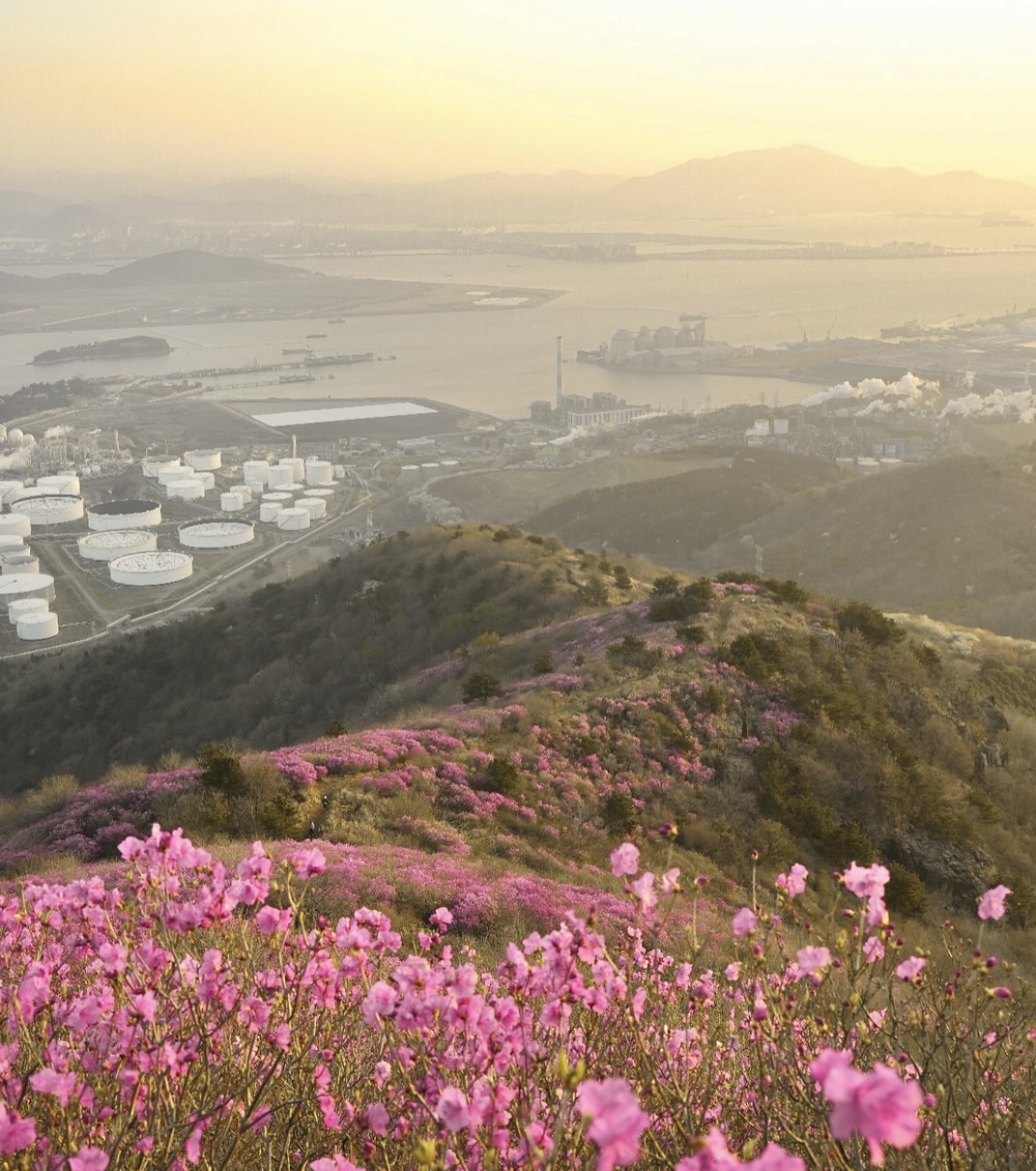 벚꽃은 짧다 지금 더 예쁜 봄꽃 명소 총정리(진달래 유채꽃 명소) 관련사진