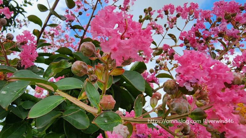 배롱나무꽃,백일홍,여름꽃,간지름나무,목백일홍