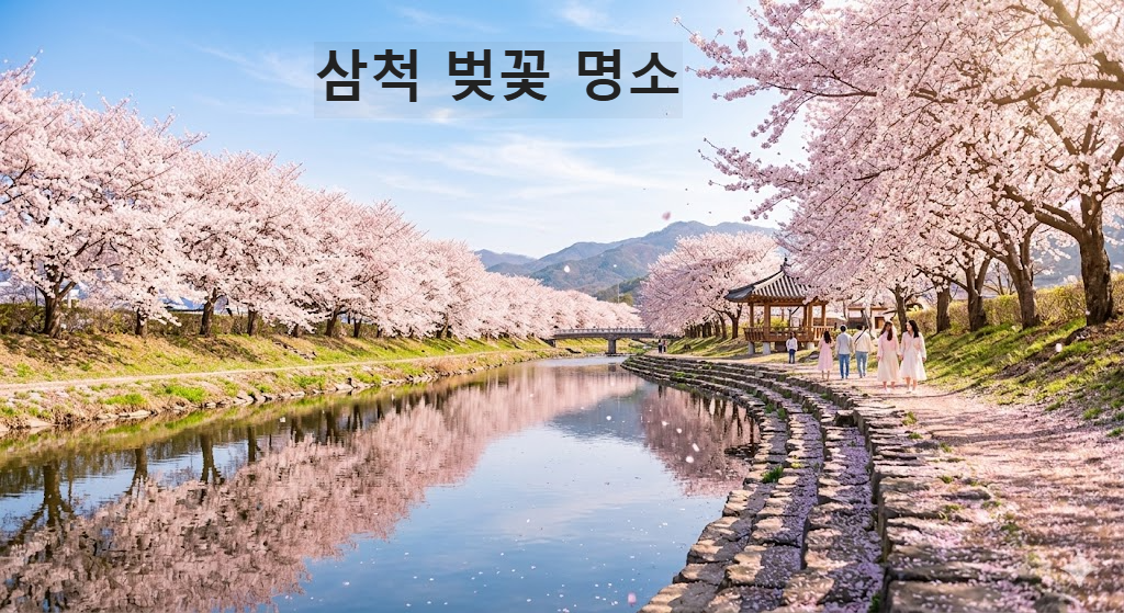 삼척 벚꽃 명소