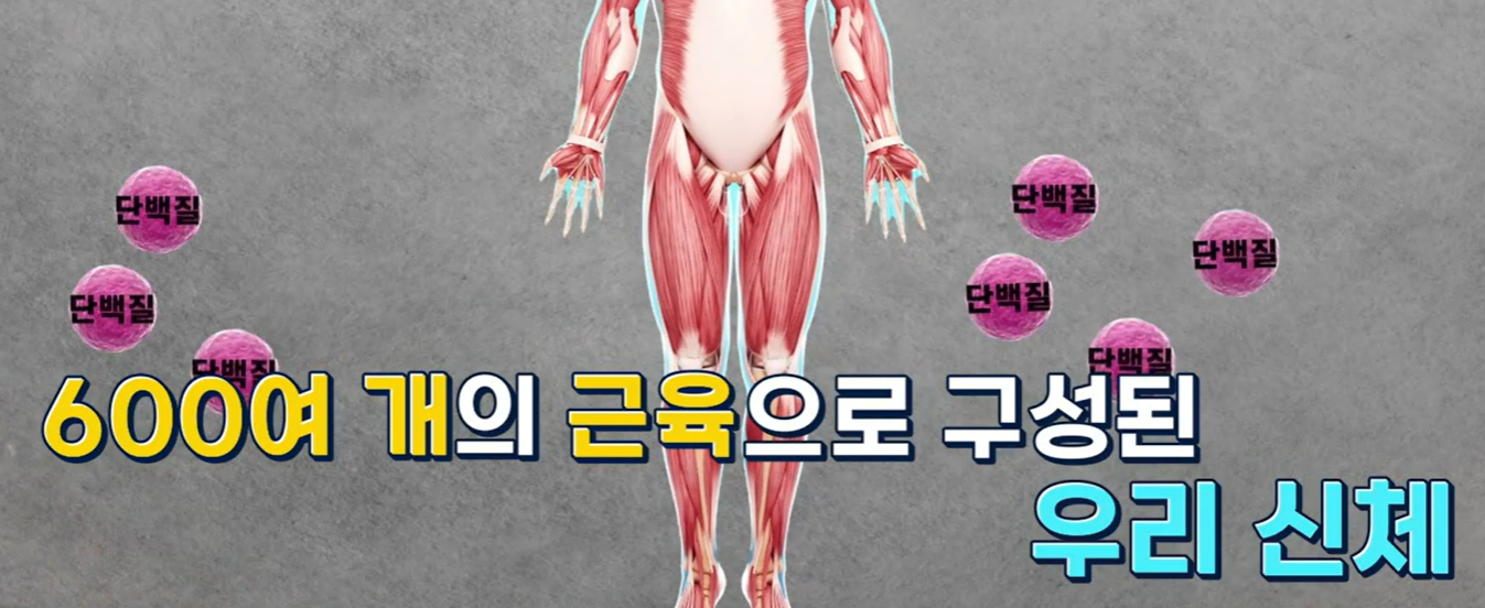 산양유 단백질 효능
