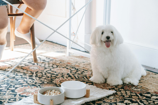 modern dog feeding station, natural pet feeding setup, aesthetic pet bowl, 강아지 식기