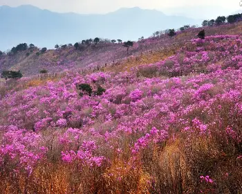 비슬산 참꽃축제_3