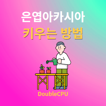은엽아카시아 키우기 물주기