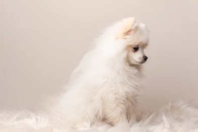 스피츠/출처:어도비스톡