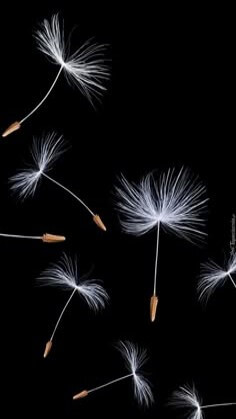 민들레-홀씨가-날아다니는-모습