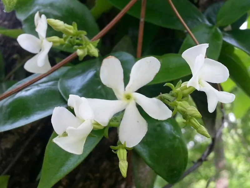 백화등 키우기 삽목방법 가지치기 꽃 노지월동까지_3