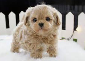 말티푸 / 출처:어도비스톡