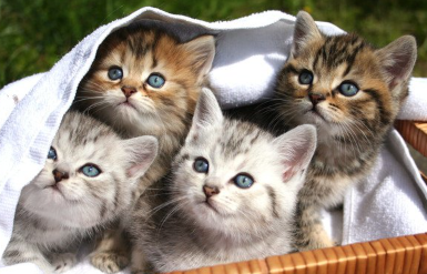 네 마리의 새끼 고양이.