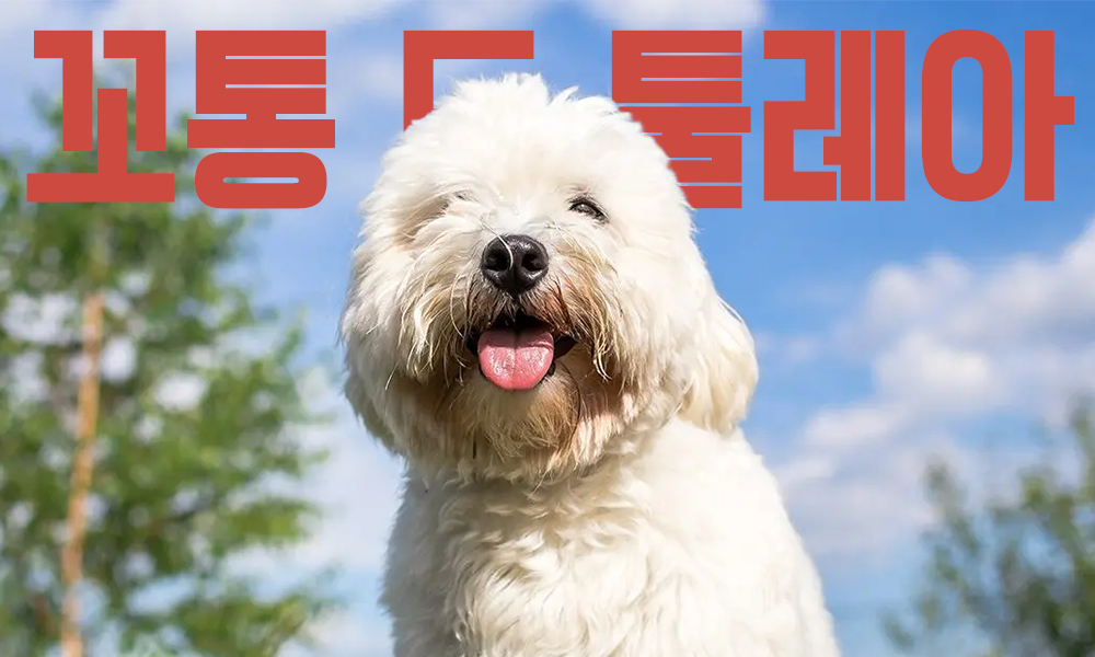 꼬통-드-툴레아