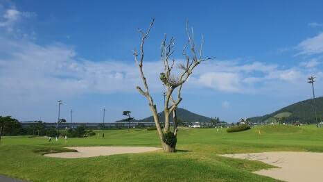 골프장 경험담 태안 스톤비치CC 완벽 가이드 서해 바다와 맞닿은 프리미엄 골프명소