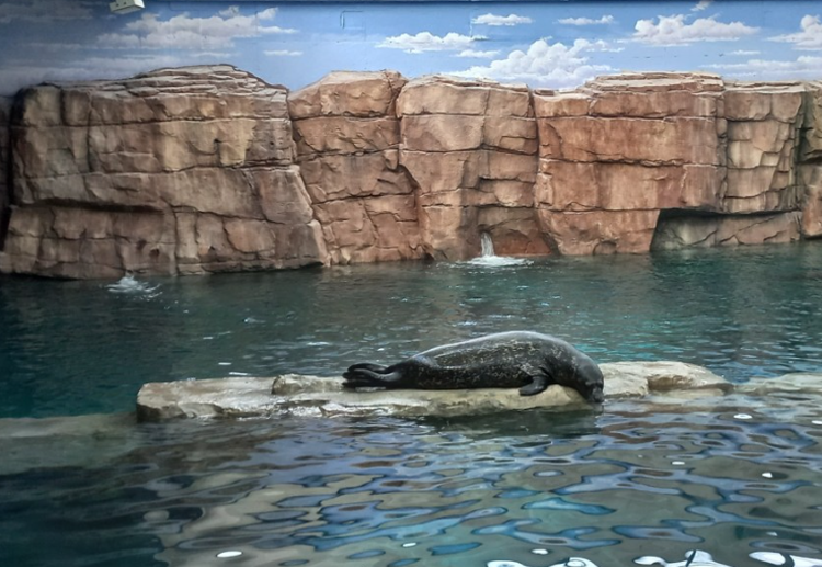 아라마루 아쿠아리움