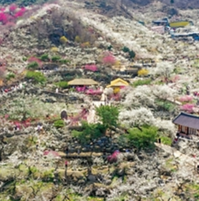 광양 매화마을 풍경