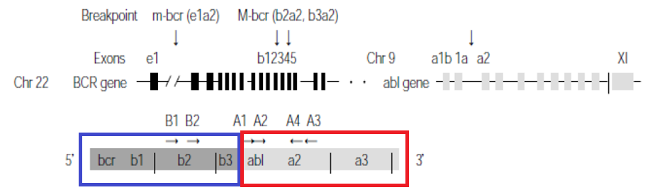 급성골수성백혈병 원인&#44; 증상&#44; 진단&#44; 치료방법
