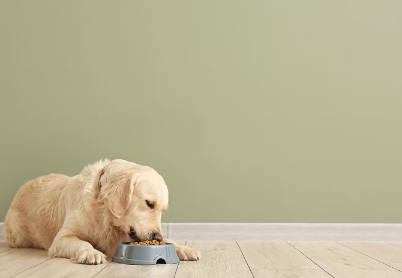 만약 개가 설사를 하면, 우리는 식사를 할 수 있다.