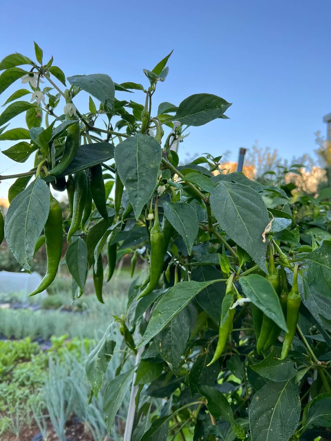 9월의 청양고추