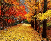 단풍여행 1박2일 버스 단풍구경