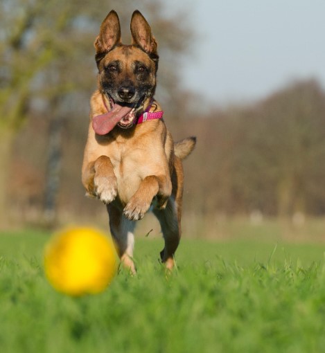벨지안 매리노이즈