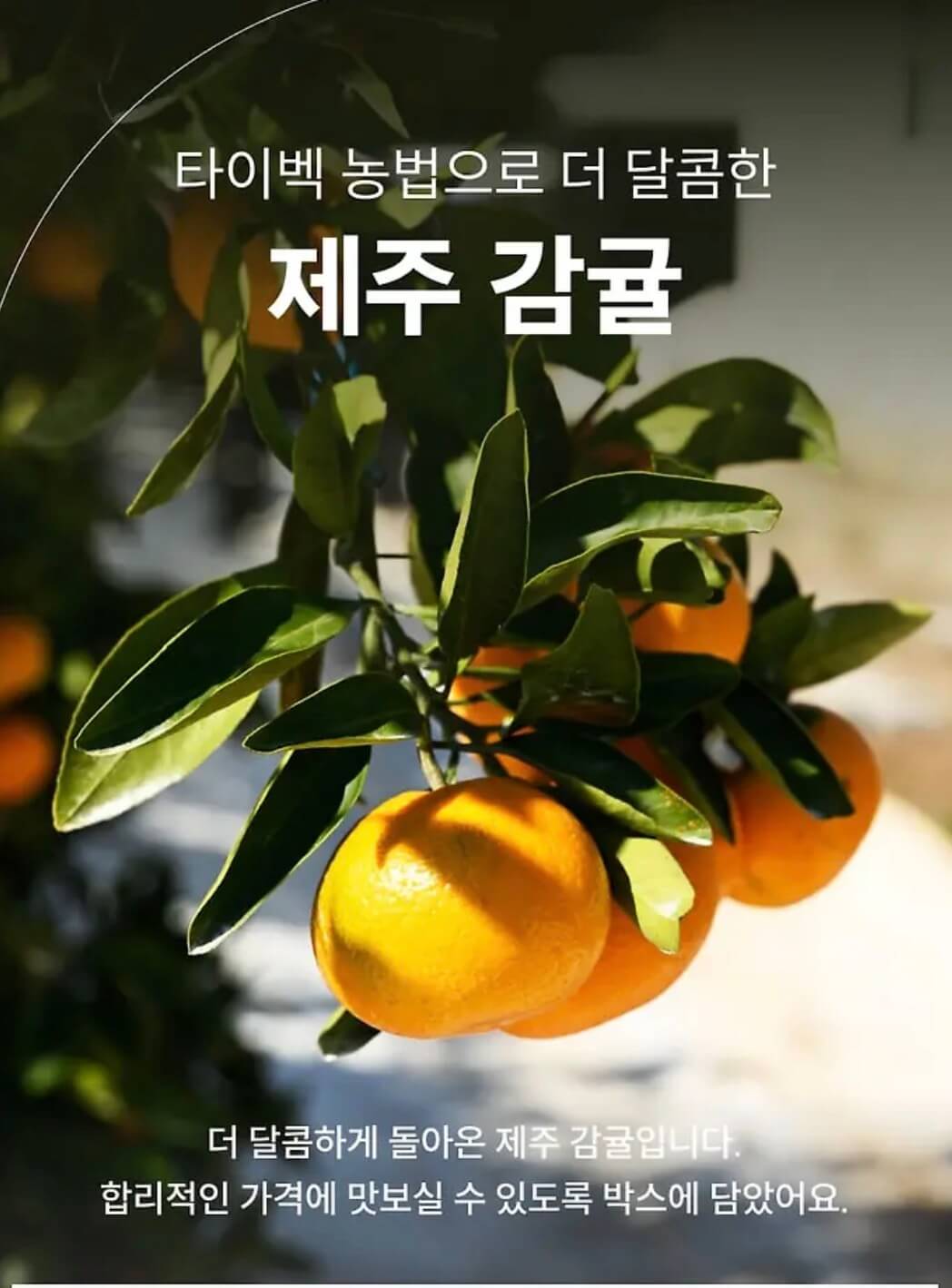 제주 타이벡 감귤