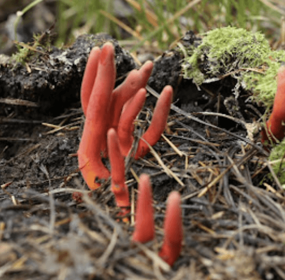 붉은사슴뿔버섯