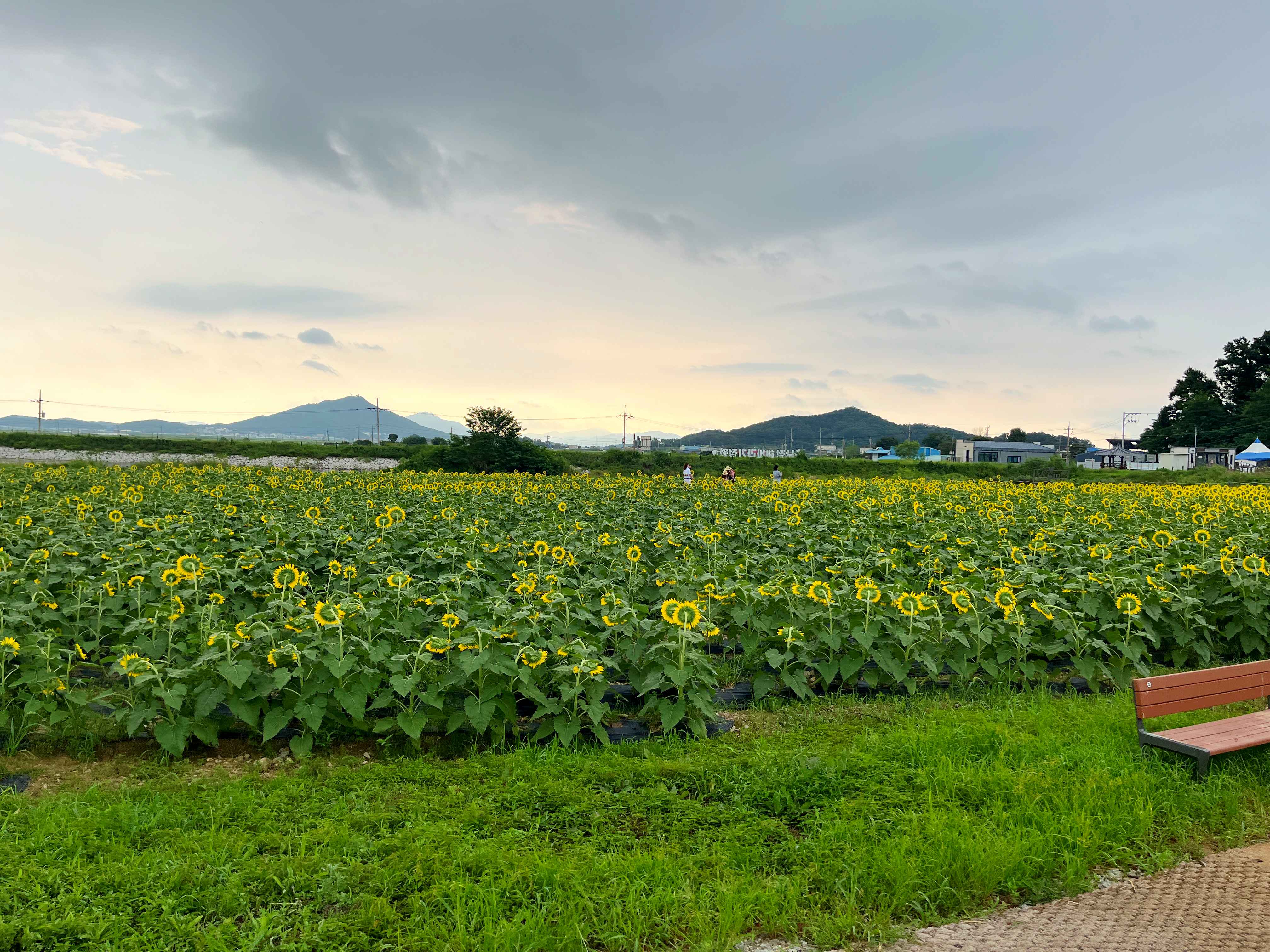 강화도 교동 난정 해바라기 정원 축제