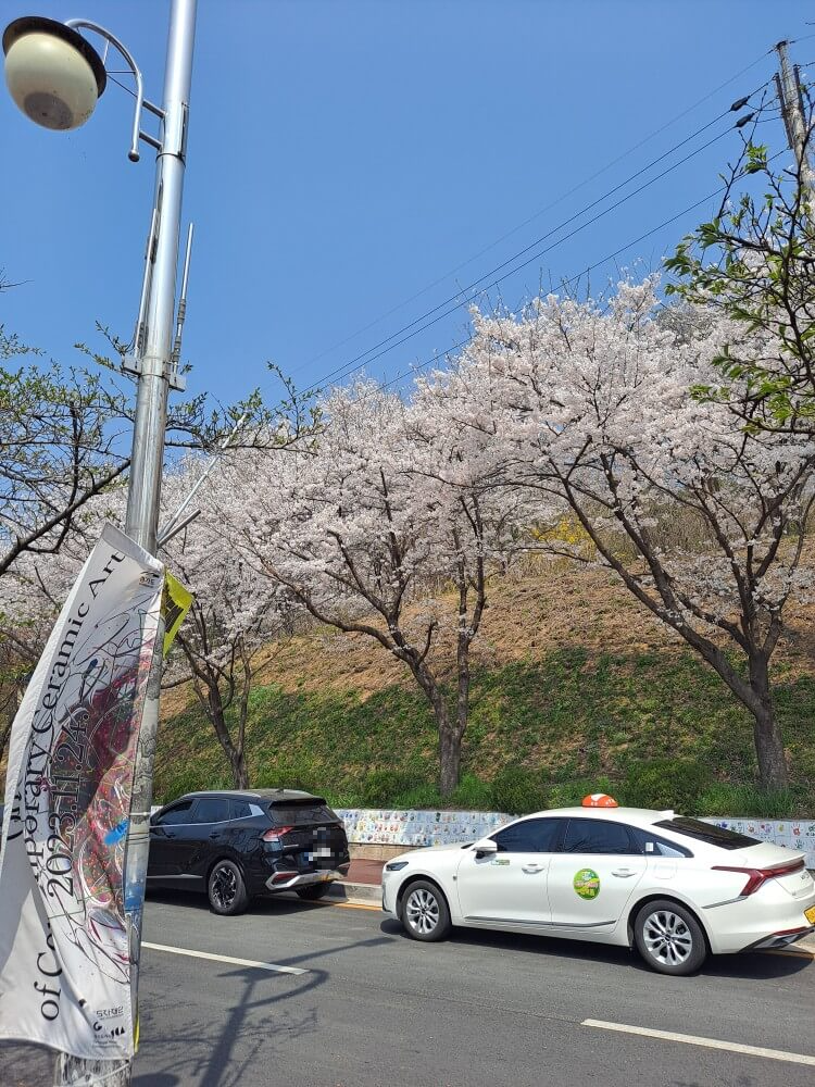 이천설봉공원벚꽃