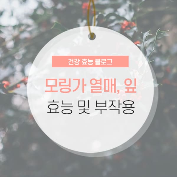 모링가 효능, 부작용, 먹는방법 소개 컨텐츠