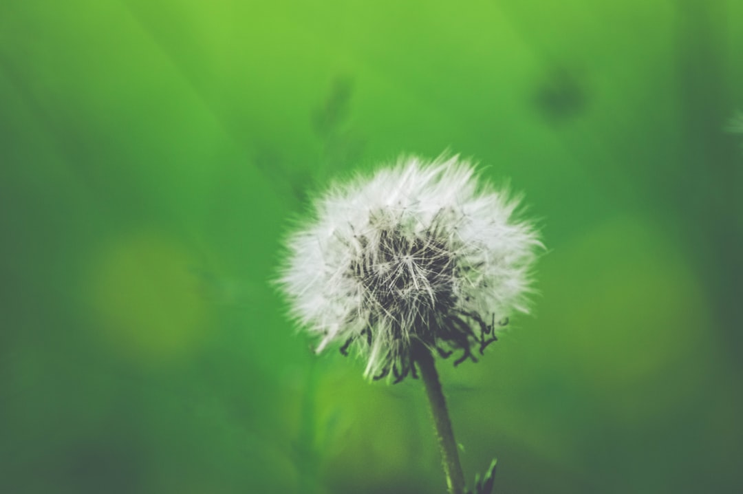 Allergy