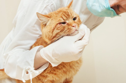 의사와 고양이.