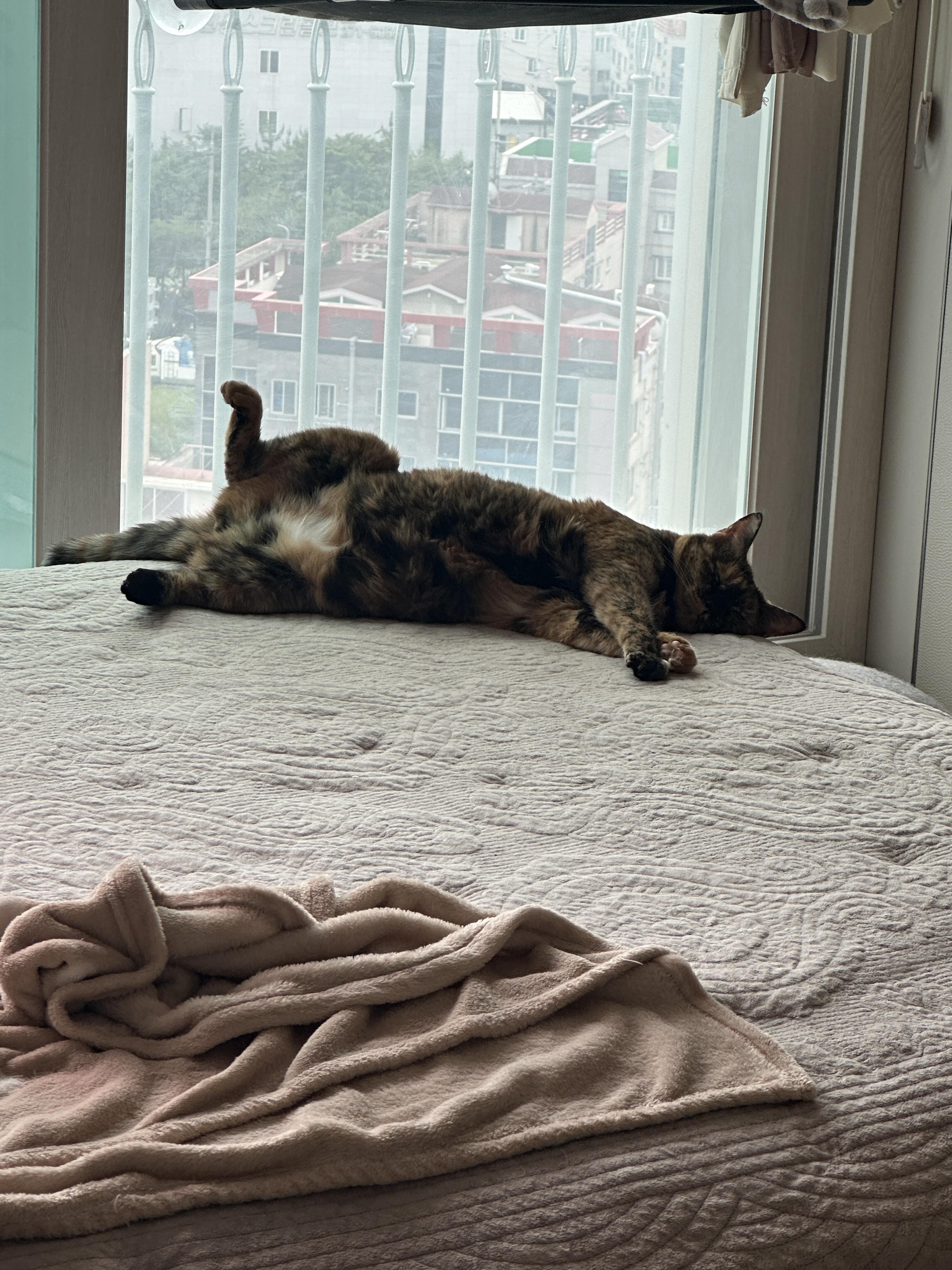 카오스 사랑이 모음편