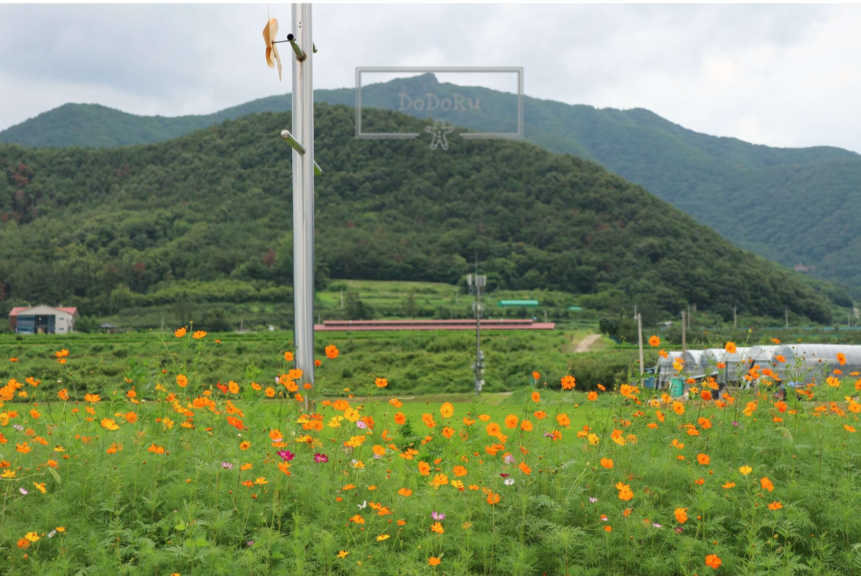포항-봉좌마을-수영장-입구-코스모스