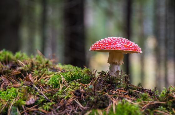 식물의 진화적 전략 왜 어떤 식물은 독이 있고 어떤 식물은 달콤할까