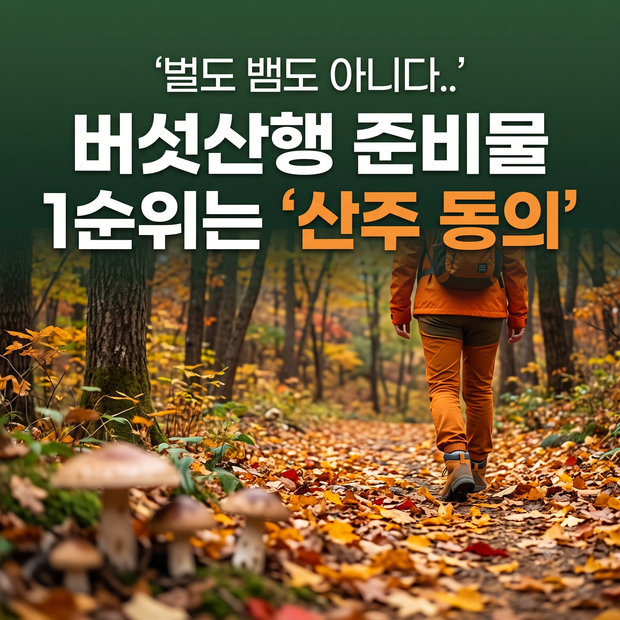 가을 버섯산행 준비물 1순위와 안전수칙 총정리 (산주 동의 벌금부터 독버섯 구별까지)