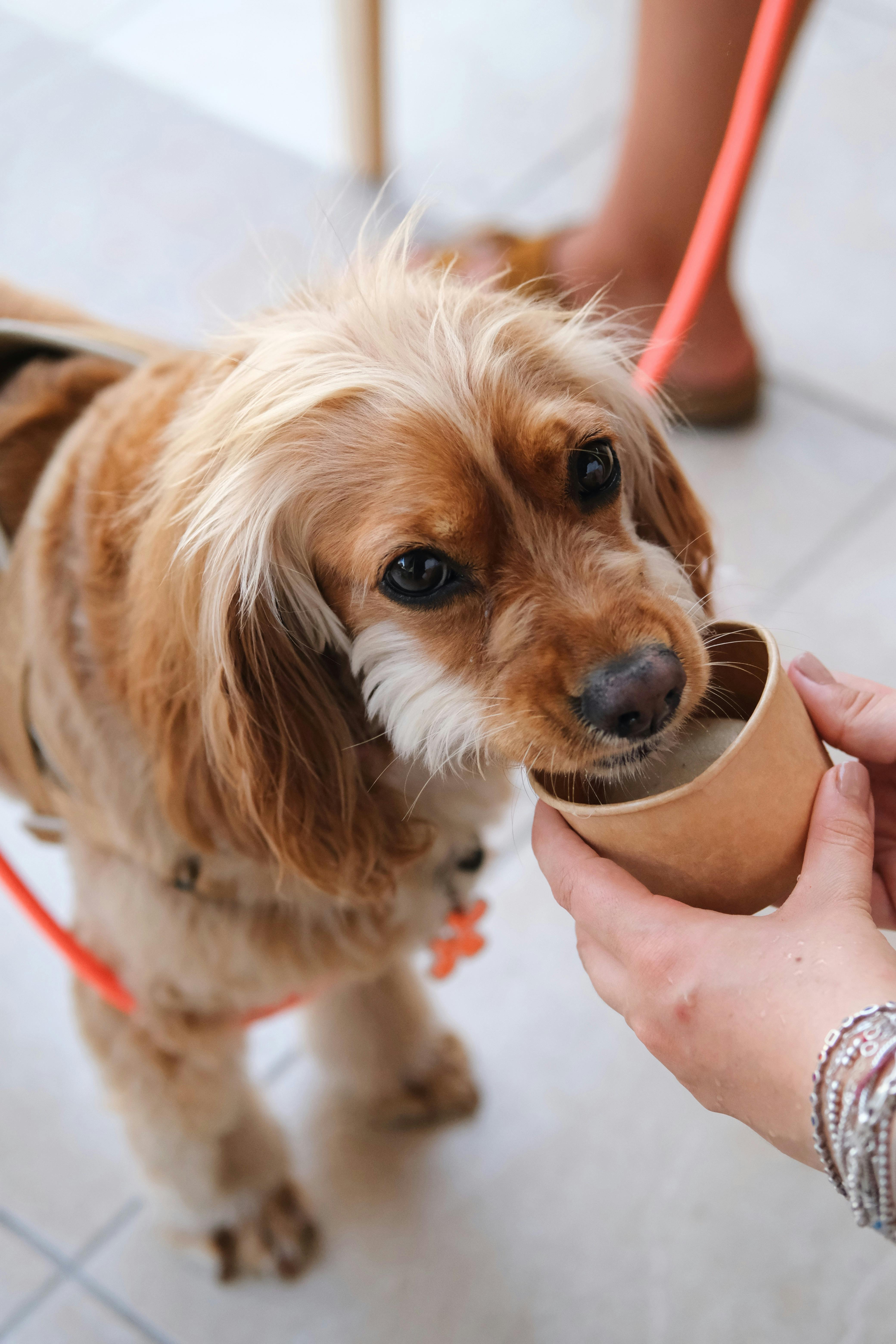 강아지가 절대 먹으면 안 되는 음식 리스트: 과학적 근거와 실제 사례로 보는 반려견 건강 가이드