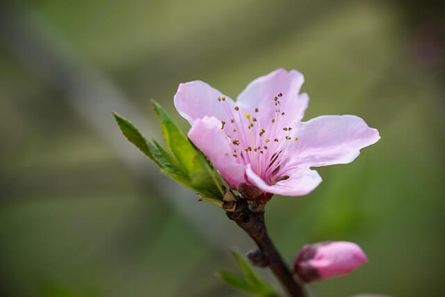 여름 제철 과일 복숭아의 모든 것!