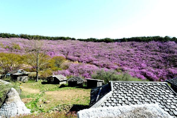 화왕산진달래