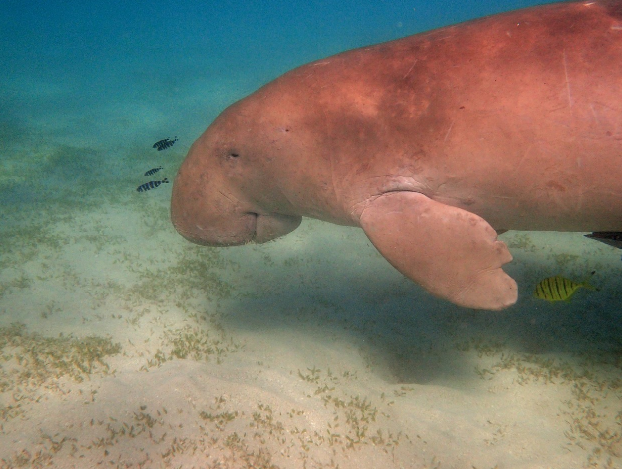 바다의 소소한 거인, ‘듀공’ 전설 속 인어가 마주한 현실