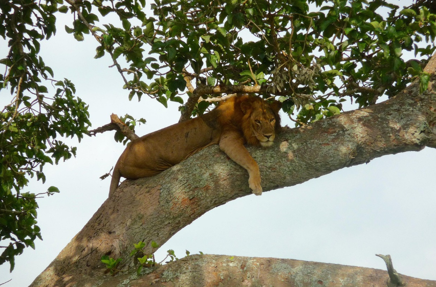 우간다 사자 사진